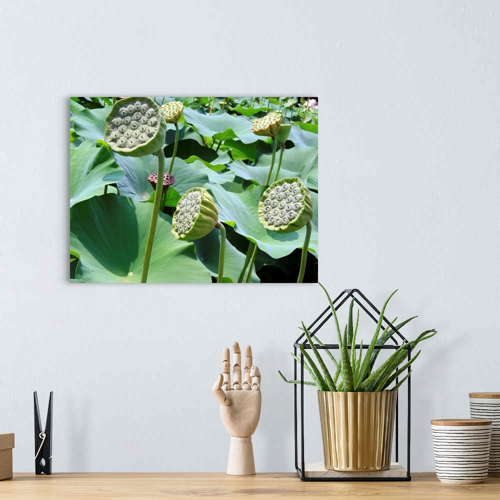 A bohemian room featuring Sacred lotus seed heads (Nelumbo nucifera). The seeds of this plant are edible and commonly used ...