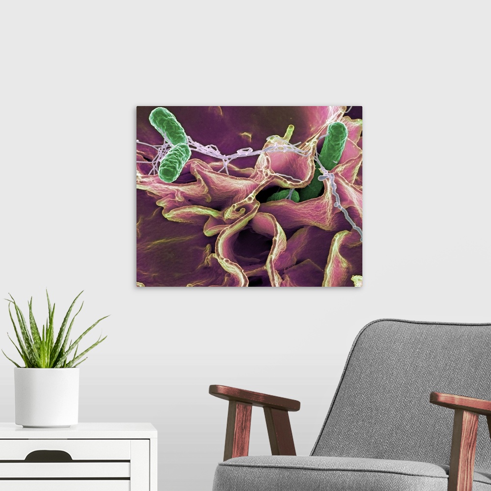 A modern room featuring Salmonella bacteria (green), coloured scanning electron micrograph (SEM). Salmonella bacteria can...