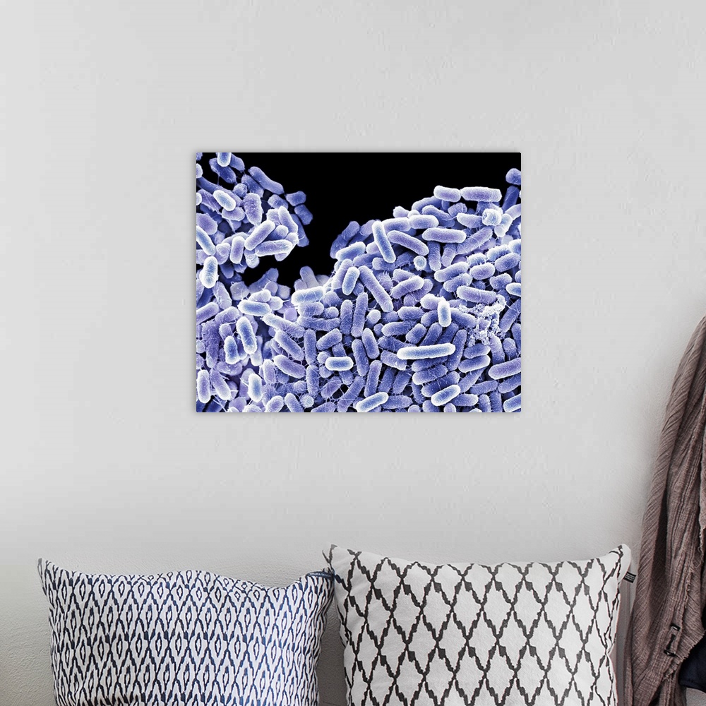 A bohemian room featuring Salmonella bacteria, coloured scanning electron micrograph (SEM). These Gram-negative rod-shaped ...