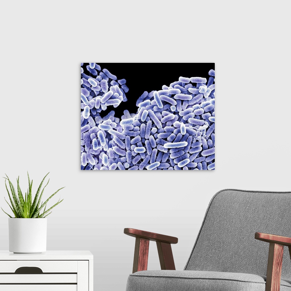 A modern room featuring Salmonella bacteria, coloured scanning electron micrograph (SEM). These Gram-negative rod-shaped ...