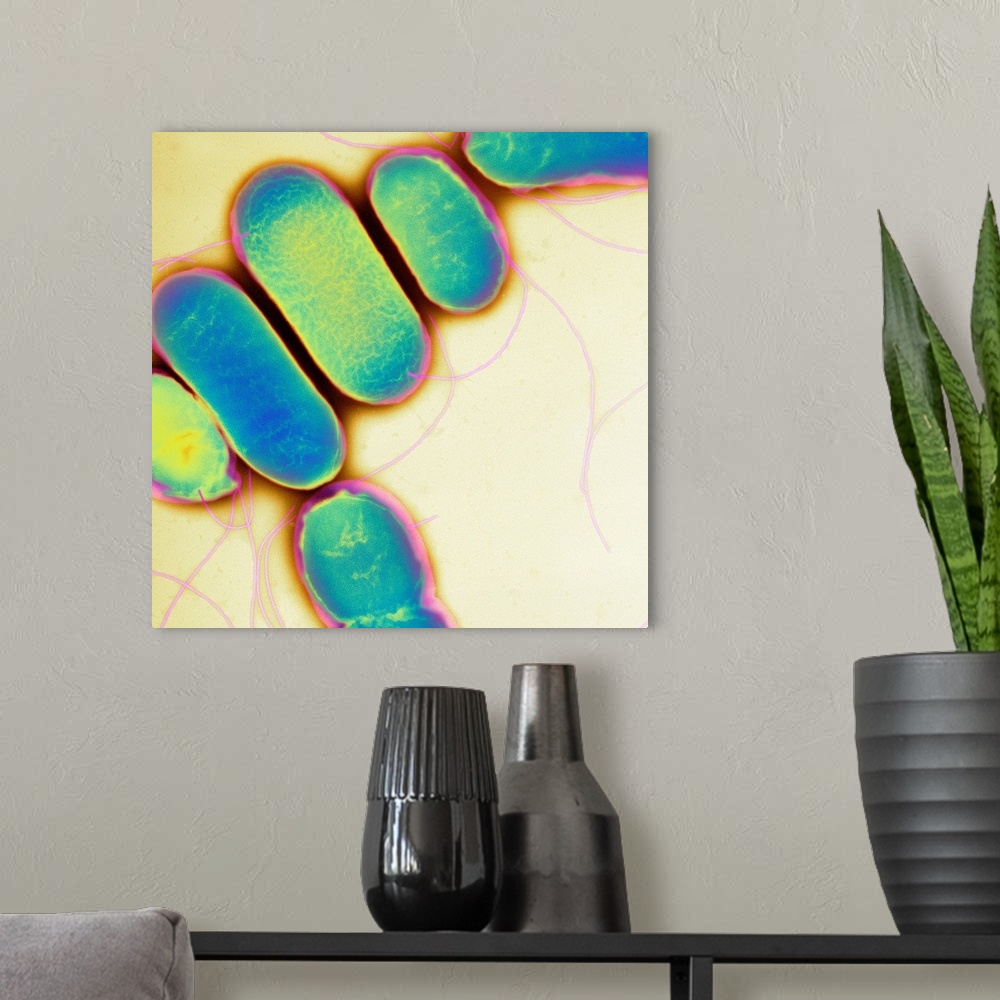 A modern room featuring Salmonella. Coloured transmission electron micrograph (TEM) of Salmonella paratyphi B bacteria (a...