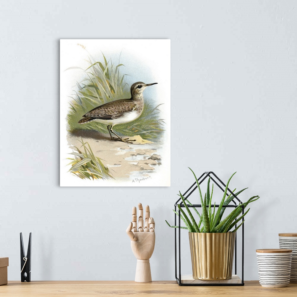 A bohemian room featuring Common sandpiper. Historical artwork of a common sandpiper (Actitis hypoleucos). This is a migrat...