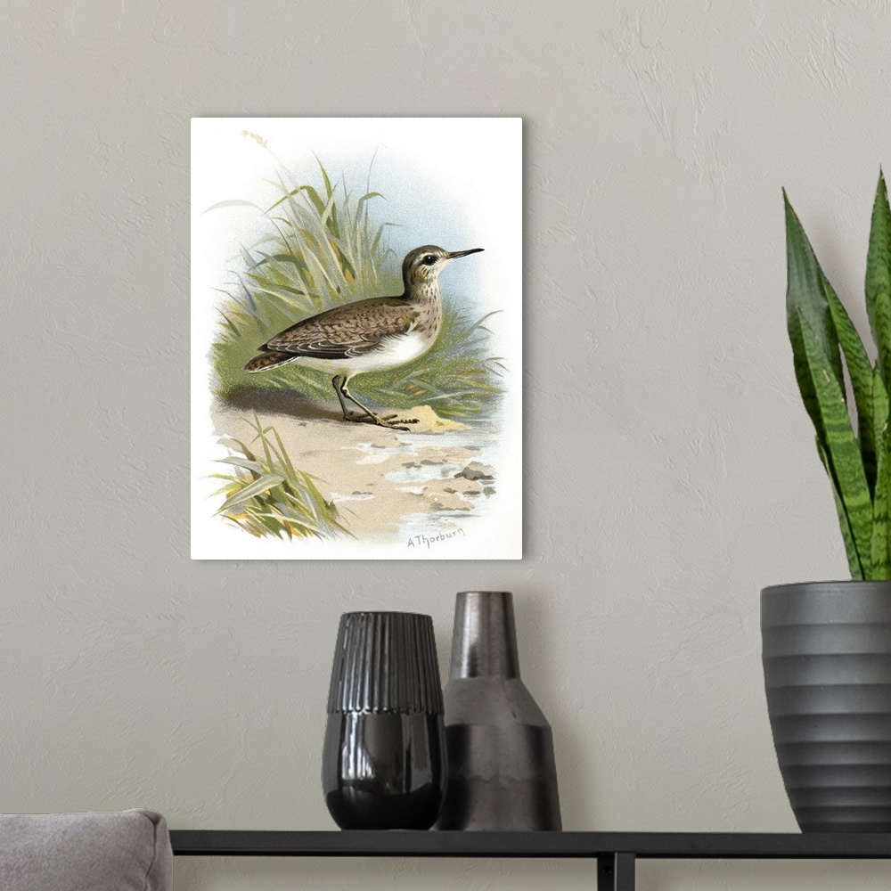 A modern room featuring Common sandpiper. Historical artwork of a common sandpiper (Actitis hypoleucos). This is a migrat...