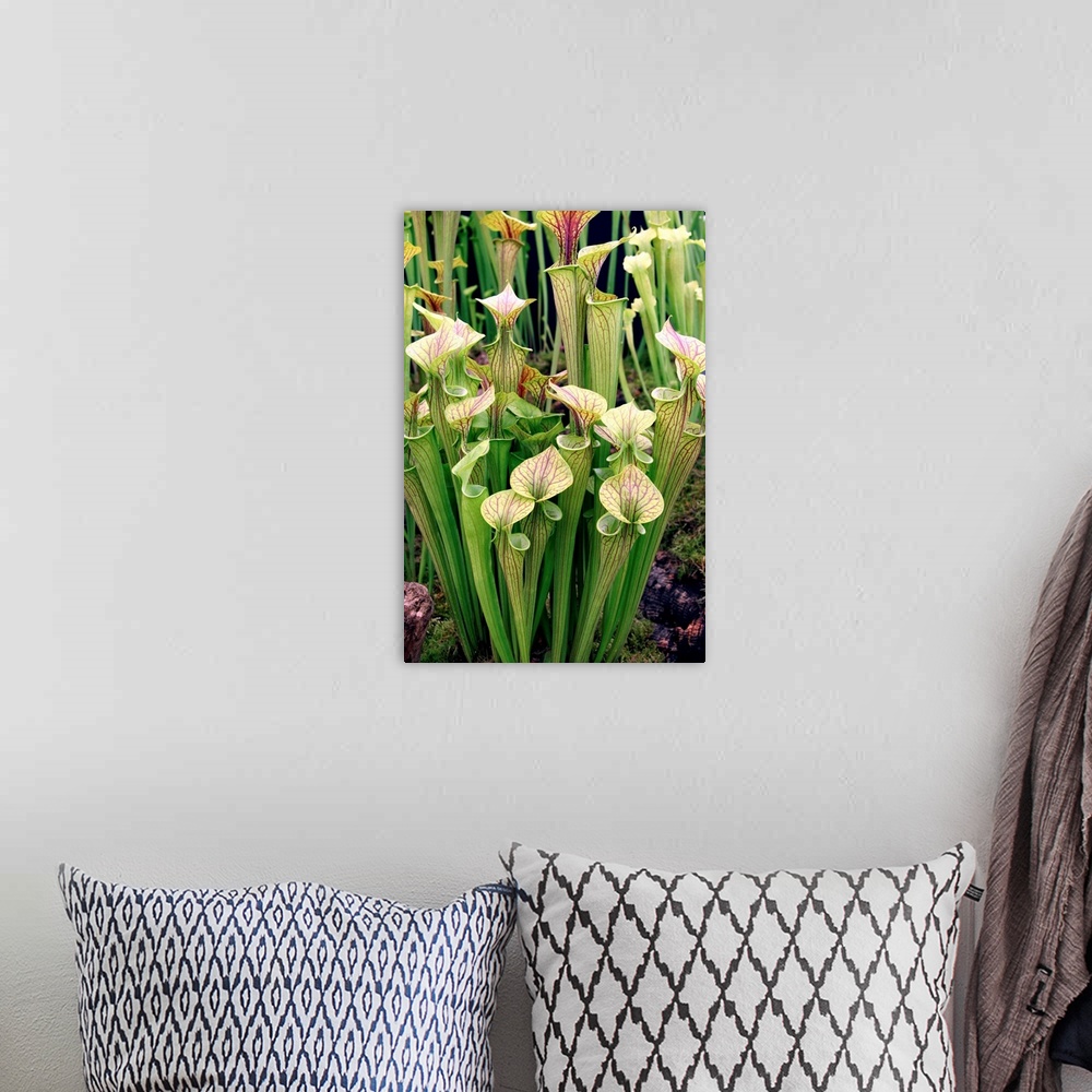 A bohemian room featuring Pitcher plant (Sarracenia flava ornata). This is a North American species of pitcher plant.