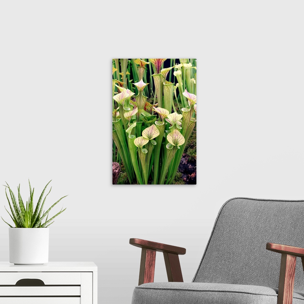 A modern room featuring Pitcher plant (Sarracenia flava ornata). This is a North American species of pitcher plant.
