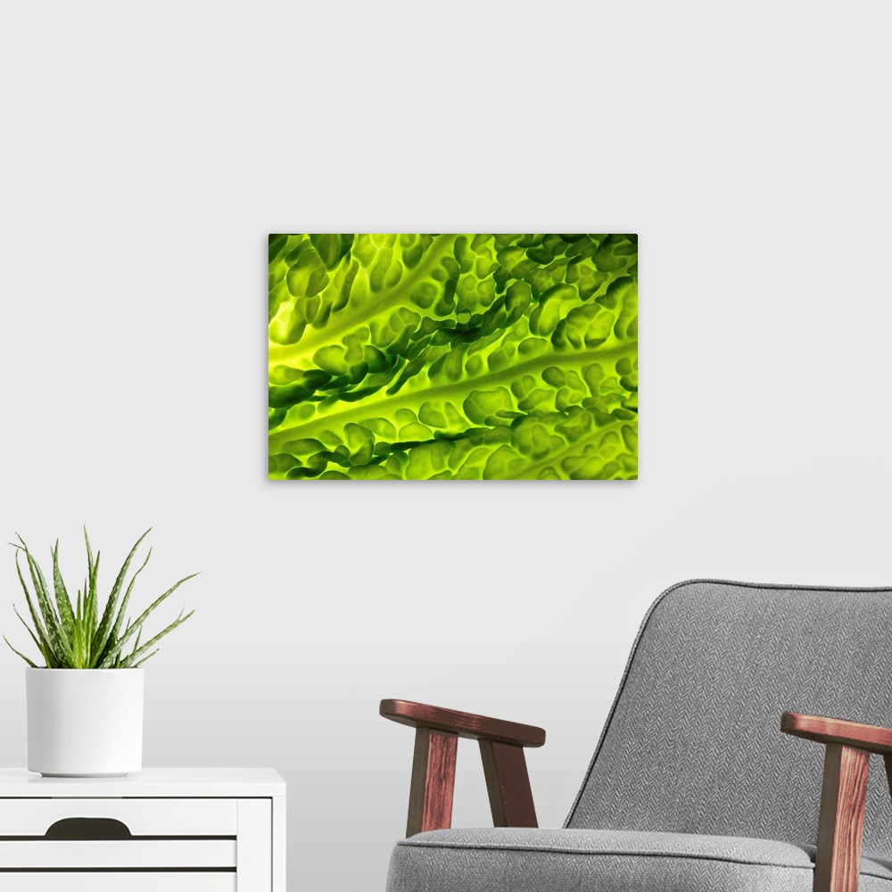 A modern room featuring Savoy cabbage leaf, close-up.