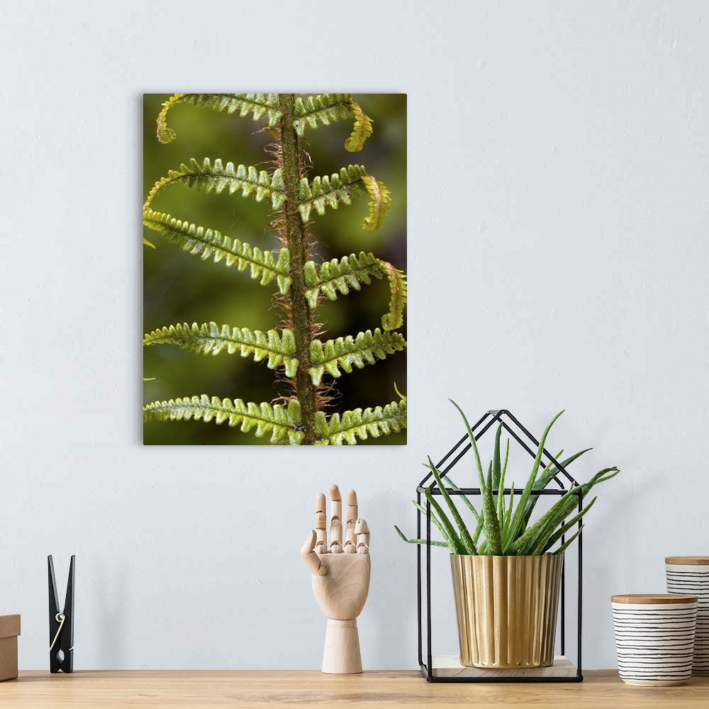 A bohemian room featuring Scaly male fern (Dryopteris affinis) unfolding frond.