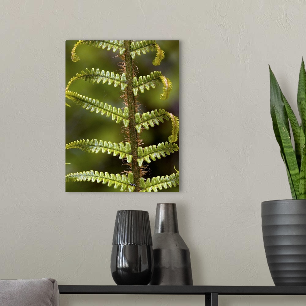 A modern room featuring Scaly male fern (Dryopteris affinis) unfolding frond.