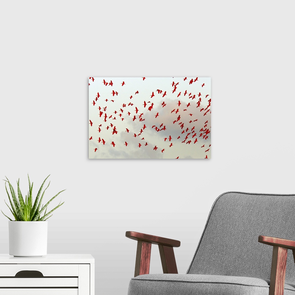 A modern room featuring Scarlet ibis (Eudocimus ruber) flock in flight. These large waterbirds range from Central America...