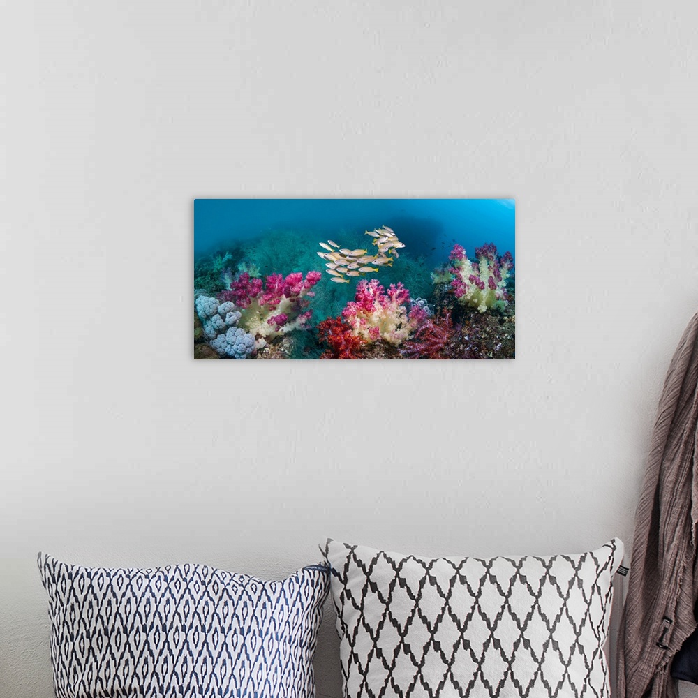 A bohemian room featuring Composite image of a small school of bigeye snappers (Lutjanus lutjanus) swimming over coral reef...