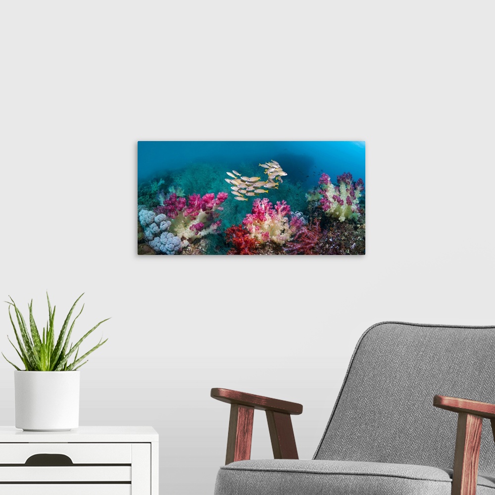 A modern room featuring Composite image of a small school of bigeye snappers (Lutjanus lutjanus) swimming over coral reef...