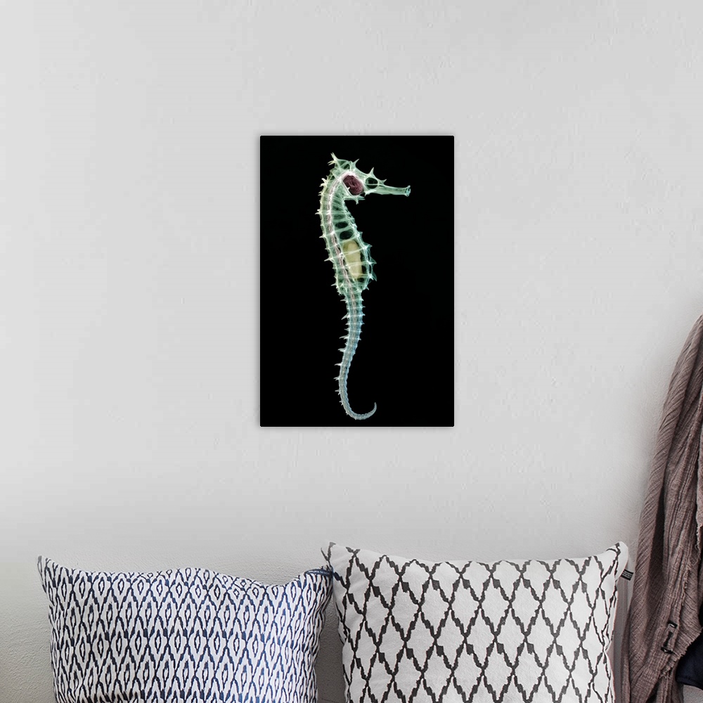 A bohemian room featuring Seahorse skeleton. Coloured x-ray of a seahorse (Hippocampus sp.). Seahorse populations are under...
