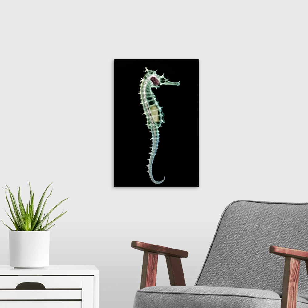 A modern room featuring Seahorse skeleton. Coloured x-ray of a seahorse (Hippocampus sp.). Seahorse populations are under...
