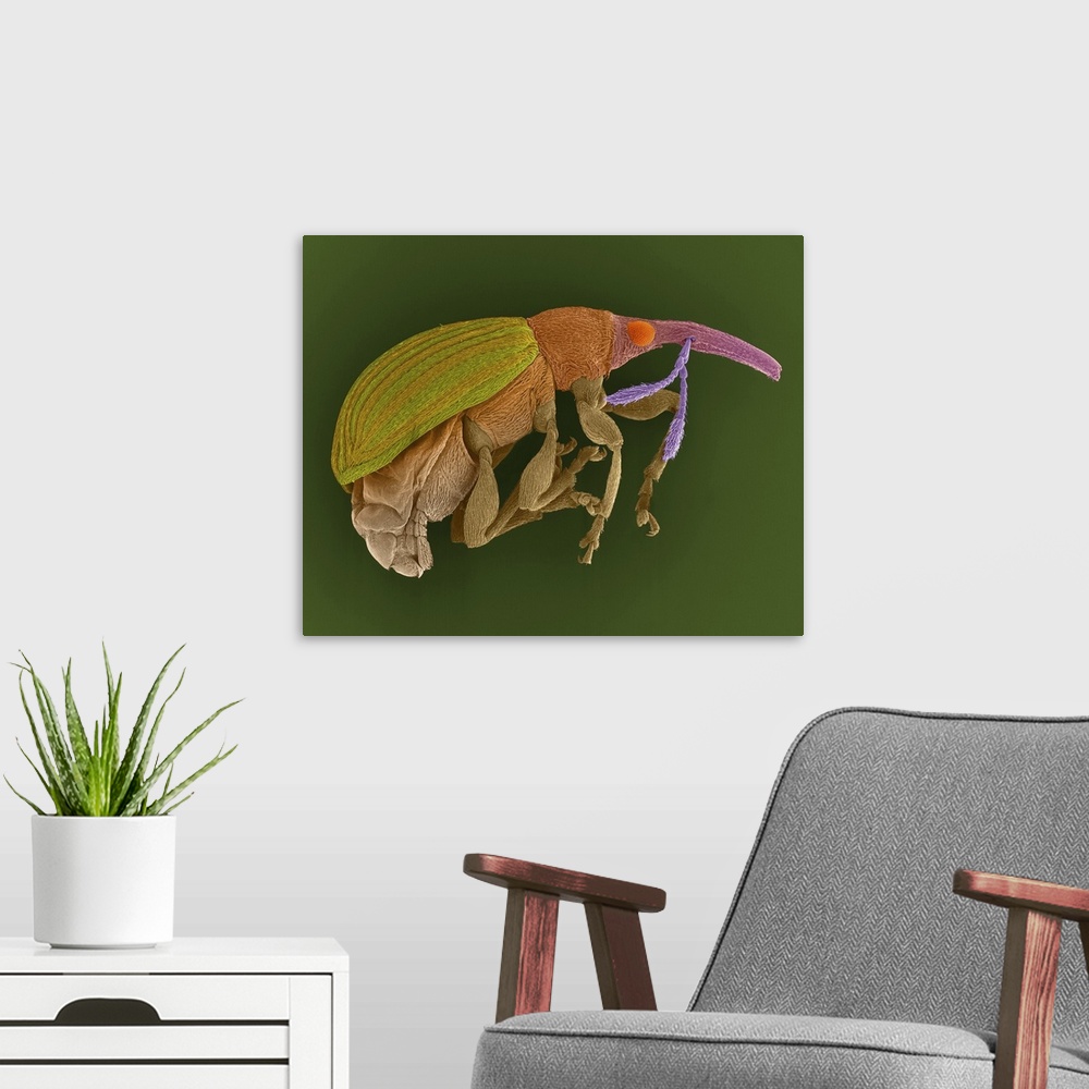 A modern room featuring Coloured scanning electron micrograph (SEM) of Seed feeding weevil (Exapion fuscirostre). This we...