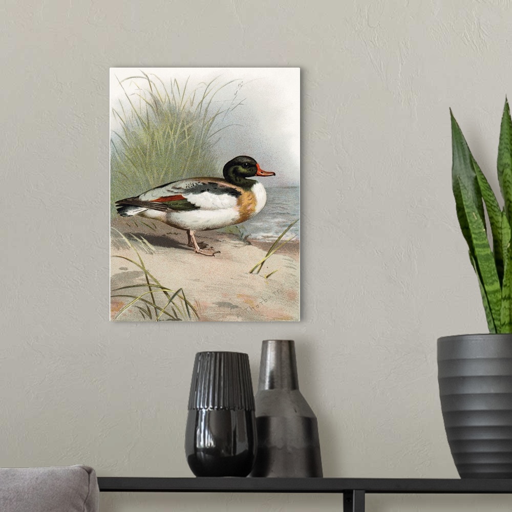 A modern room featuring Shelduck. Historical artwork of a shelduck (Tadorna tadorna). This duck inhabits coastal areas th...
