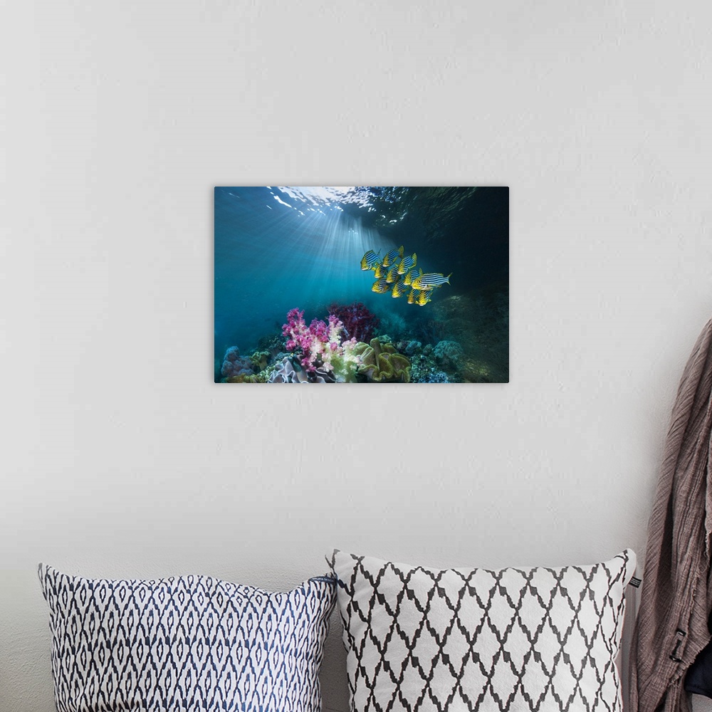 A bohemian room featuring Composite image of coral reef scenery with oriental sweetlips (Plectorhinchus vittatus) swimming ...