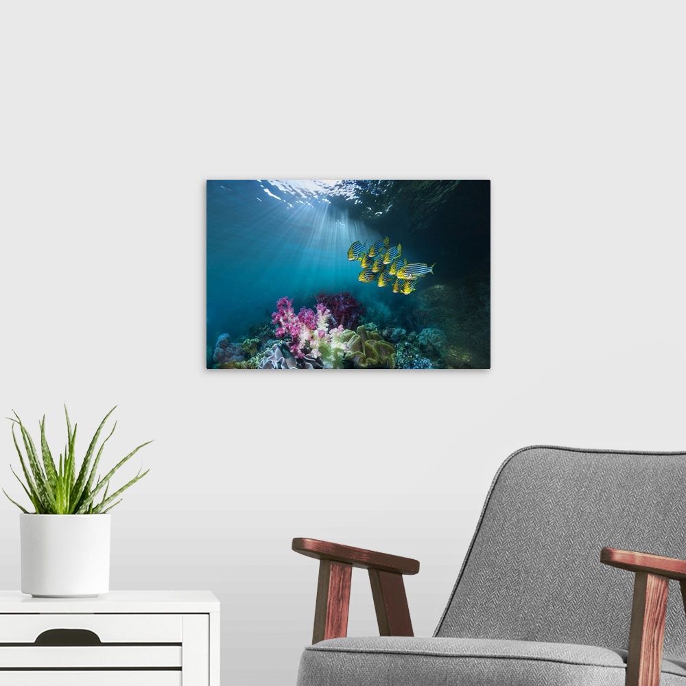 A modern room featuring Composite image of coral reef scenery with oriental sweetlips (Plectorhinchus vittatus) swimming ...