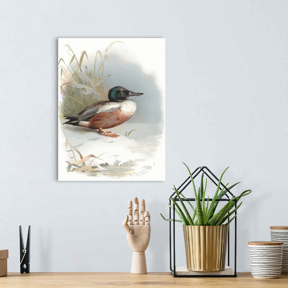 A bohemian room featuring Shoveler. Historical artwork of a male shoveler duck (Anas clypeata). This duck inhabits wetlands...