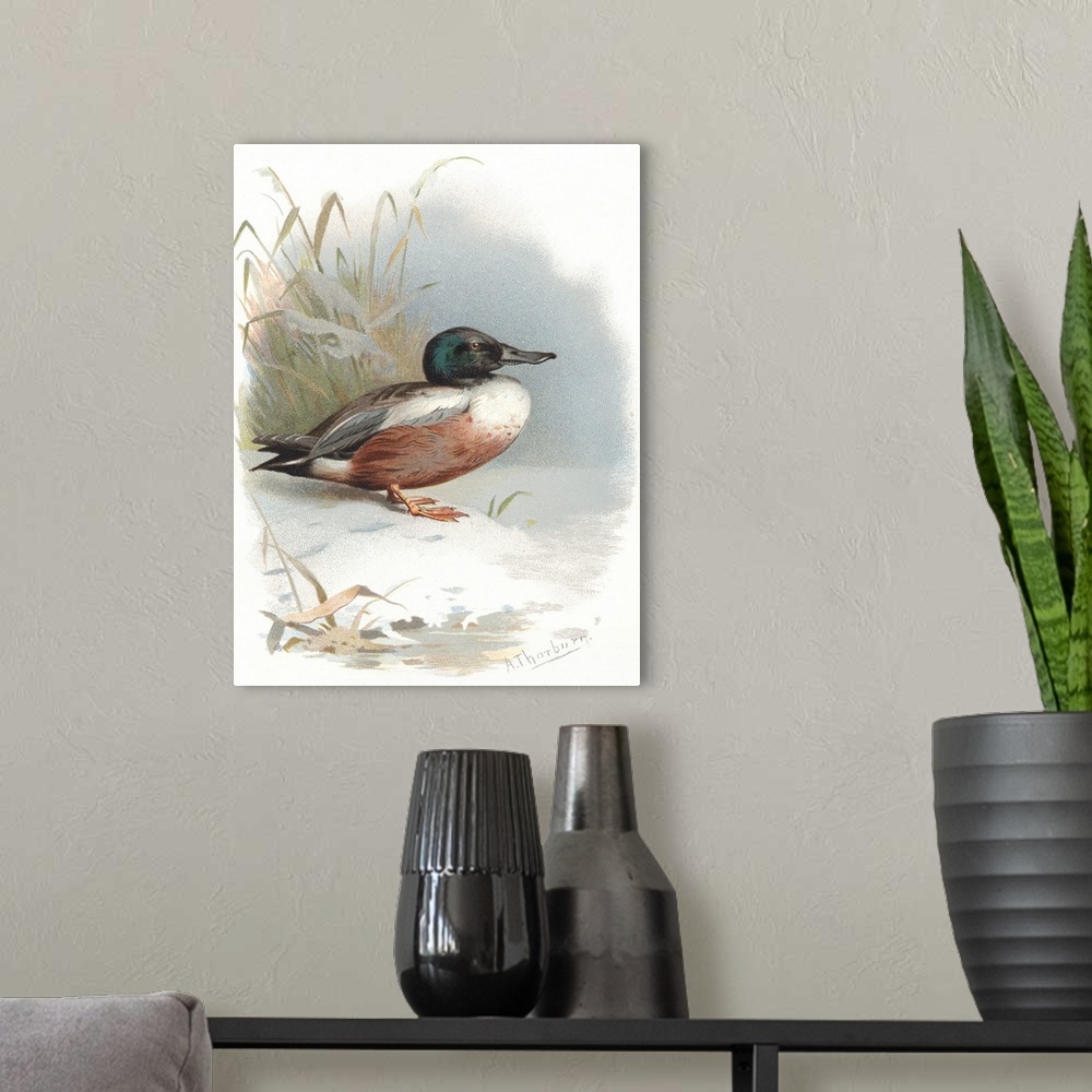 A modern room featuring Shoveler. Historical artwork of a male shoveler duck (Anas clypeata). This duck inhabits wetlands...