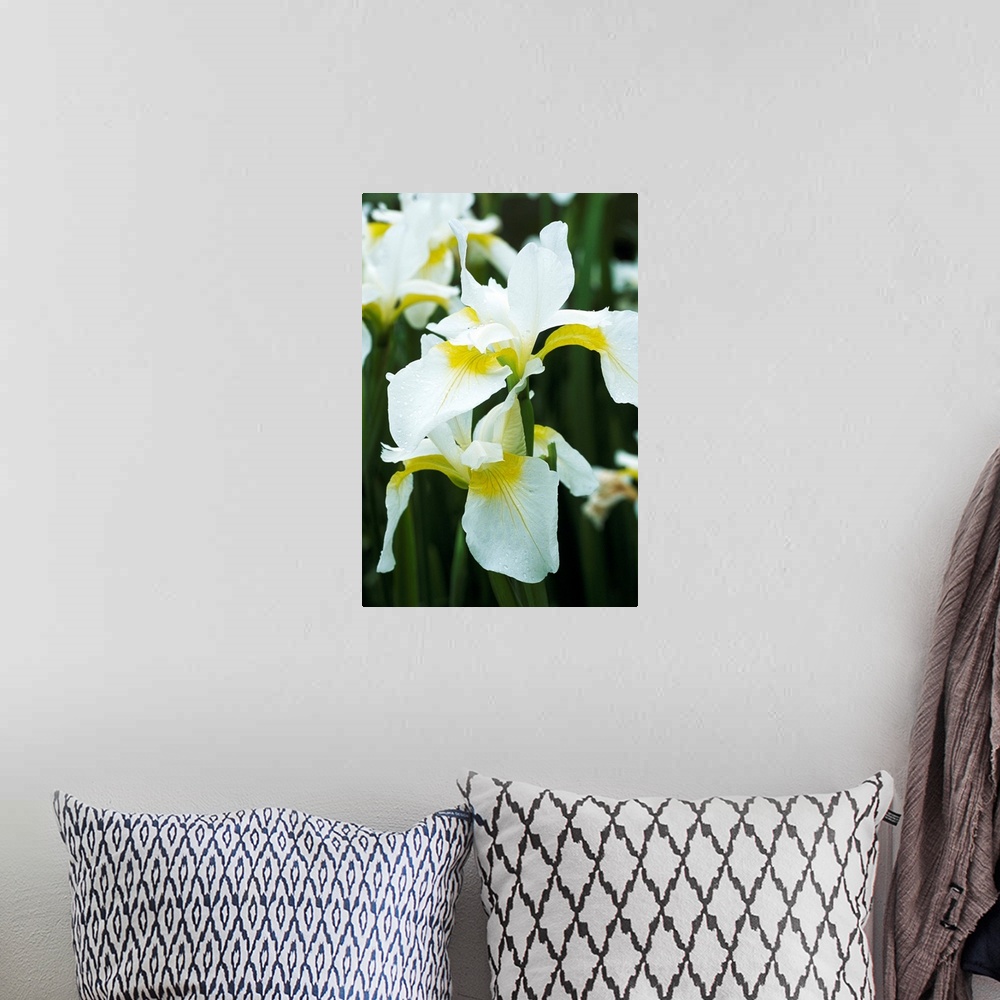A bohemian room featuring Siberian iris flowers (Iris sibirica 'Dreaming Yellow').