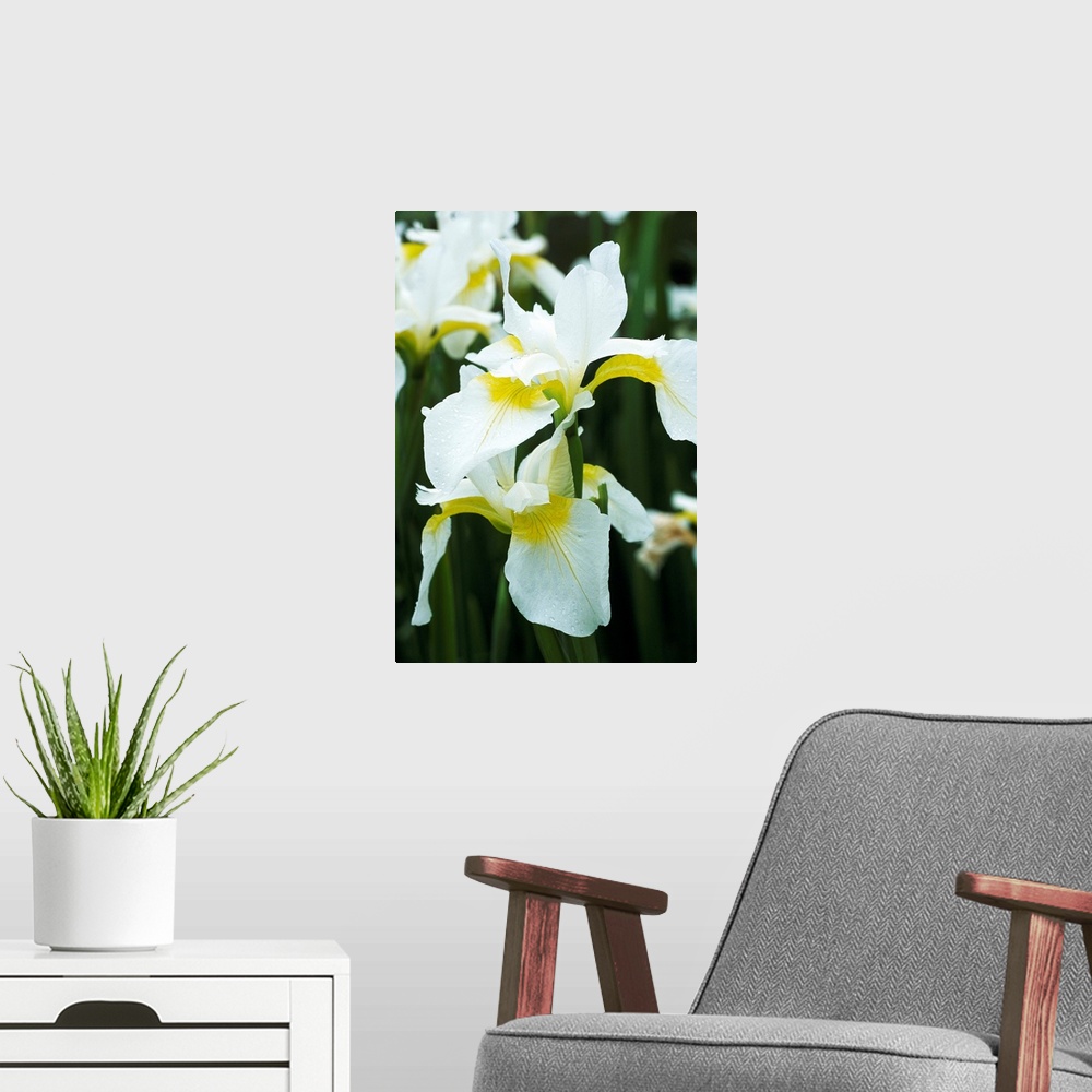 A modern room featuring Siberian iris flowers (Iris sibirica 'Dreaming Yellow').