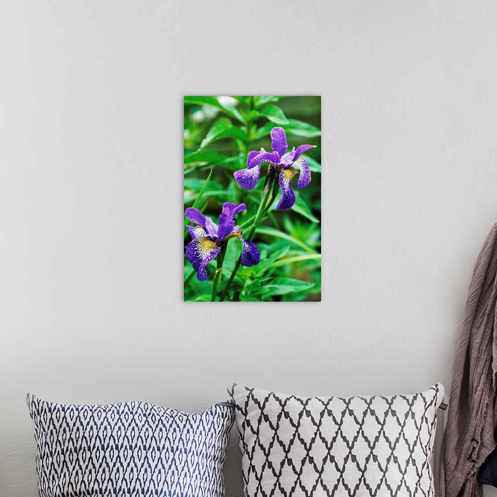 A bohemian room featuring Siberian iris flowers (Iris sibirica 'Nottingham Lace').