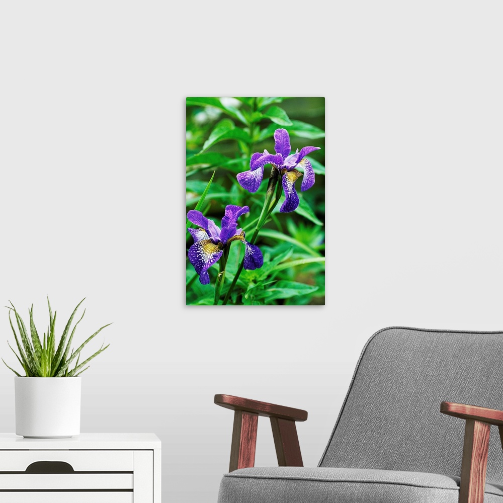 A modern room featuring Siberian iris flowers (Iris sibirica 'Nottingham Lace').