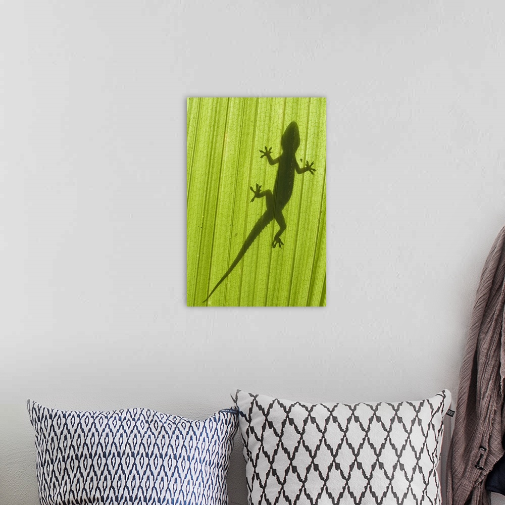 A bohemian room featuring Gecko silhouette on palm frond, taken from below the leaf. Geckos can be found all over the Maldi...