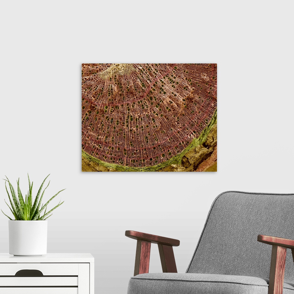 A modern room featuring Silver birch twig. Coloured scanning electron micrograph (SEM) of a section through a silver birc...