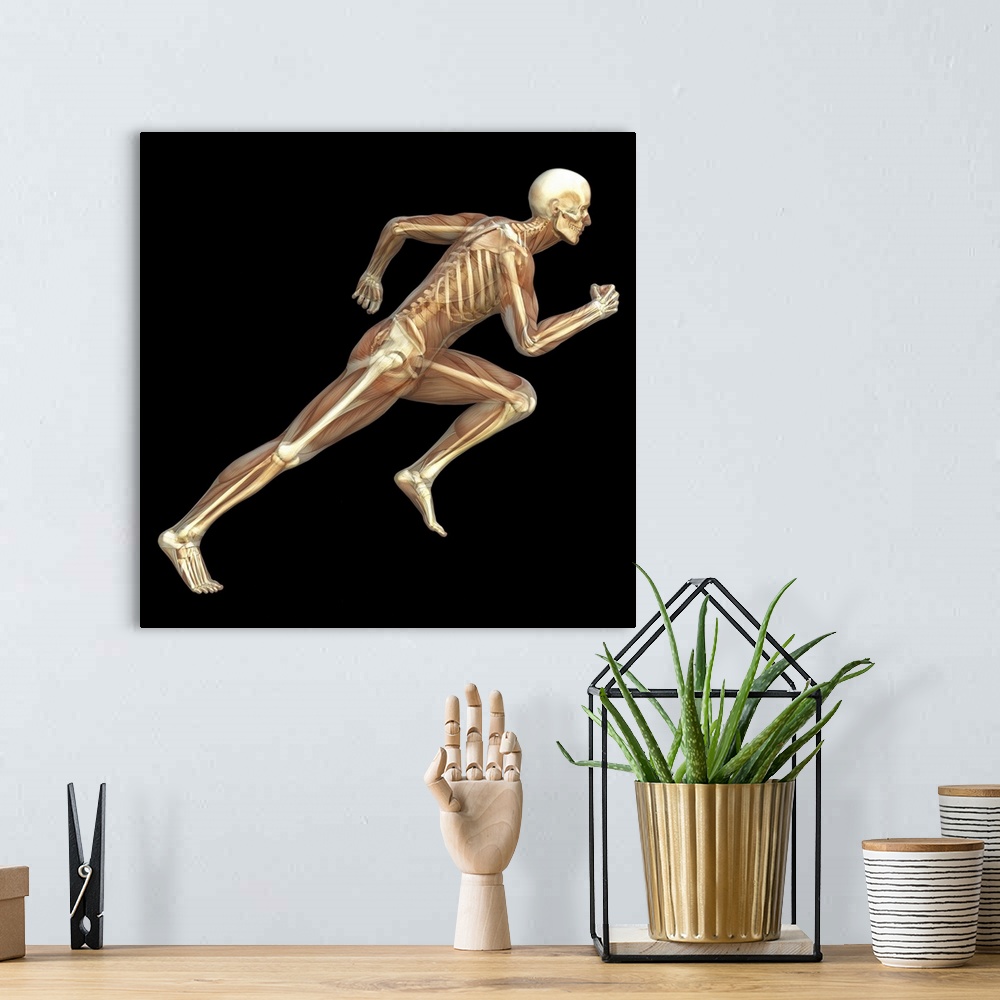 A bohemian room featuring Skeleton sprinting. Computer artwork of the bones and musculature of a man running. The bones of ...