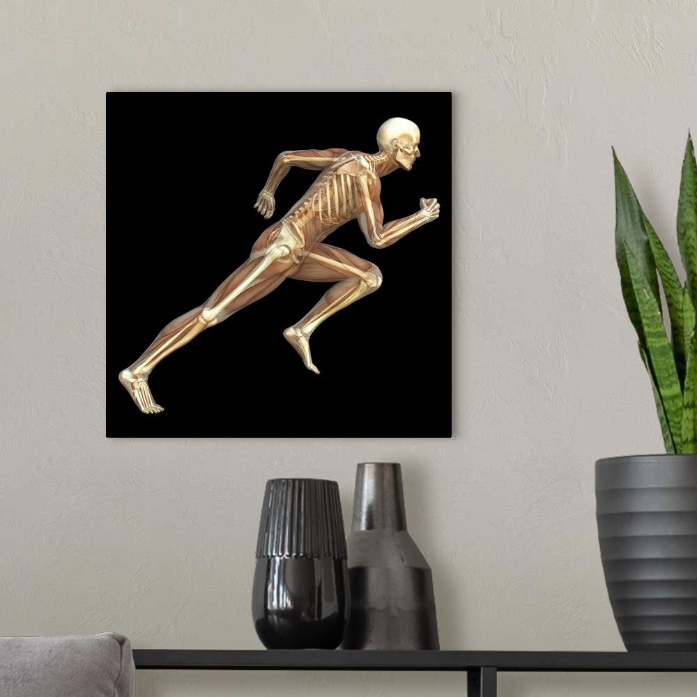 A modern room featuring Skeleton sprinting. Computer artwork of the bones and musculature of a man running. The bones of ...