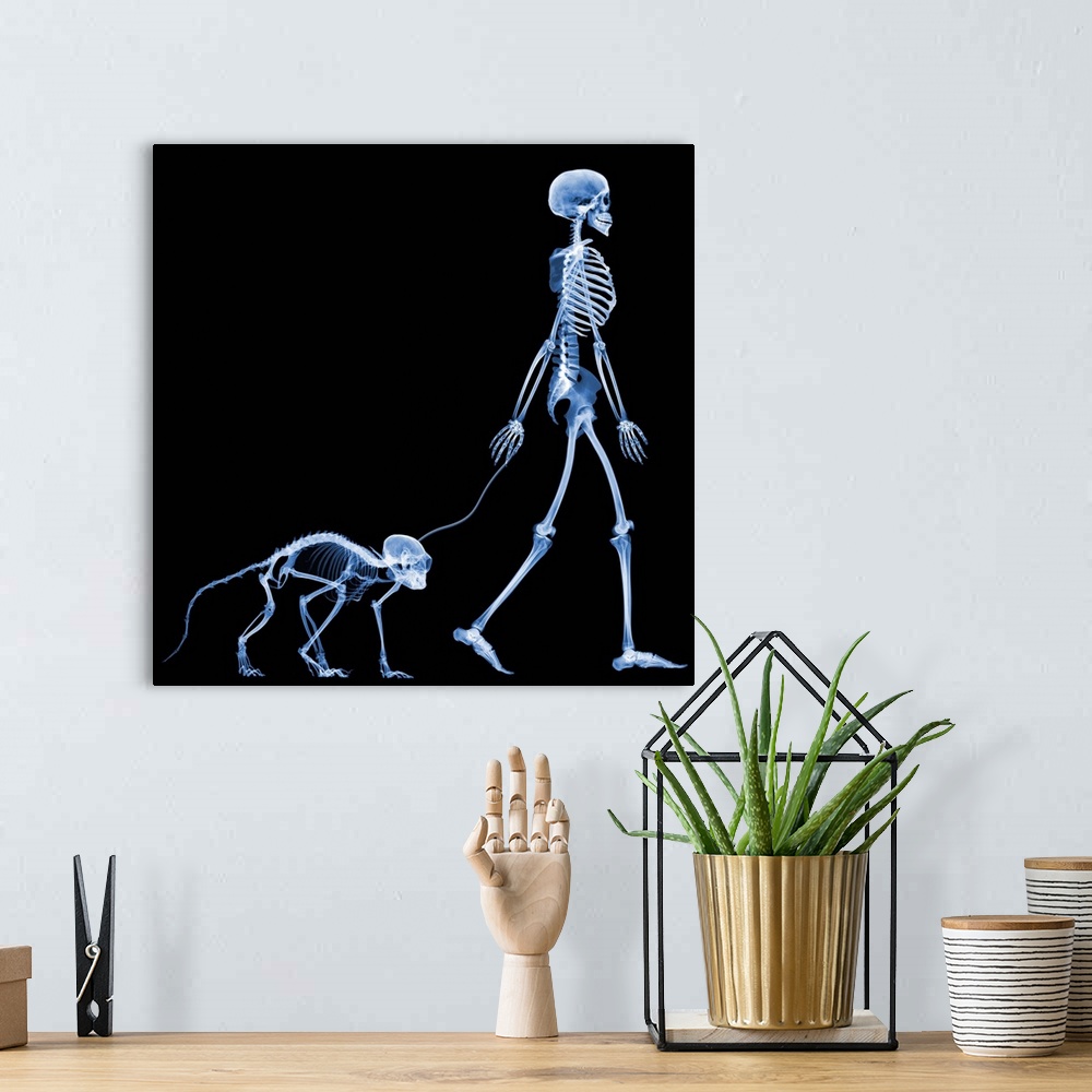 A bohemian room featuring Walking a pet marmoset, conceptual X-ray. The marmoset X-ray is not to scale: marmosets reach a m...