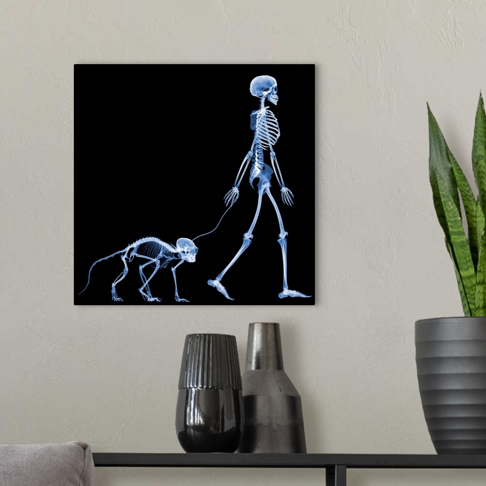 A modern room featuring Walking a pet marmoset, conceptual X-ray. The marmoset X-ray is not to scale: marmosets reach a m...