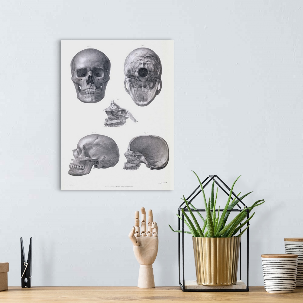 A bohemian room featuring Skull anatomy. Historical anatomical artwork of various views of the human skull. The frontal vie...