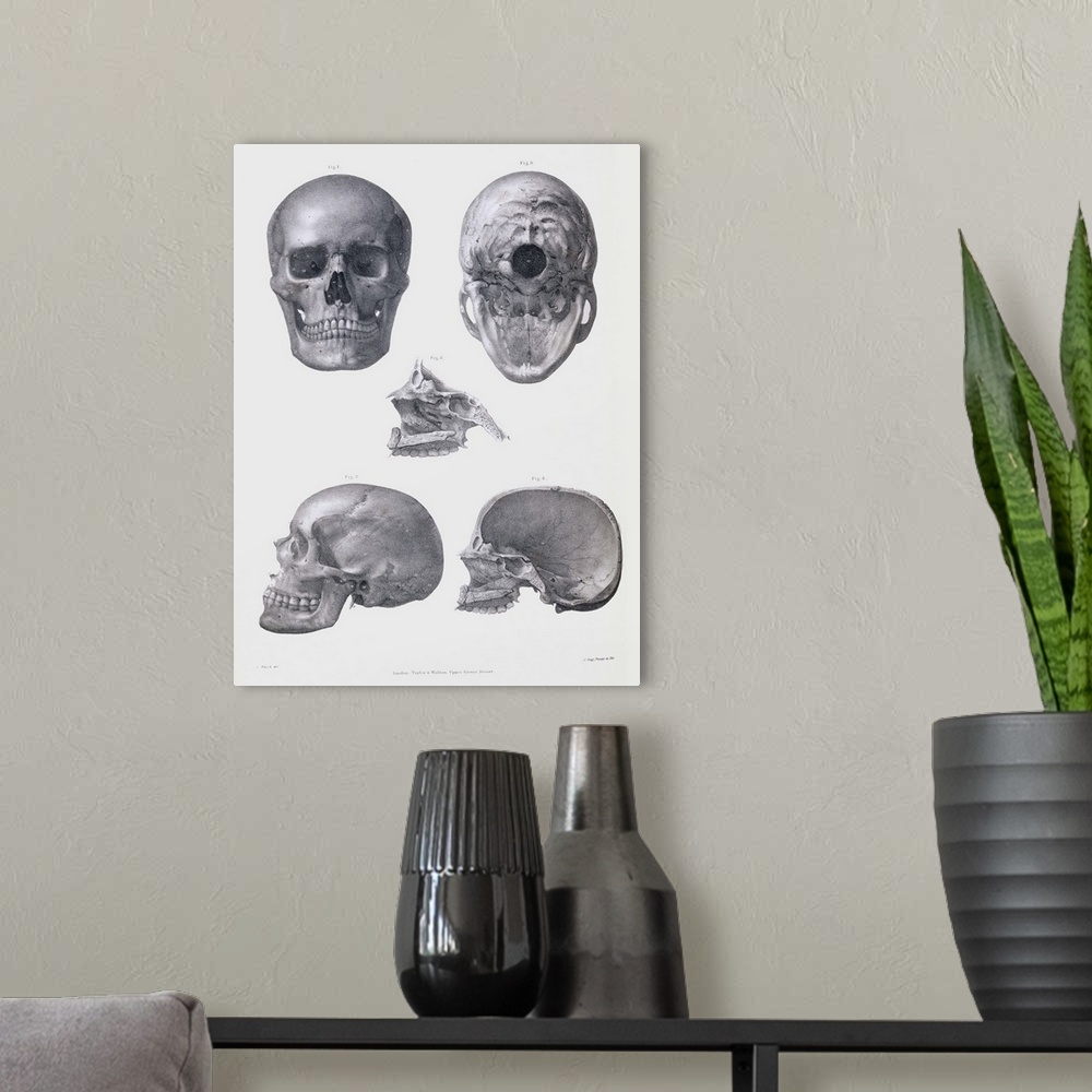 A modern room featuring Skull anatomy. Historical anatomical artwork of various views of the human skull. The frontal vie...