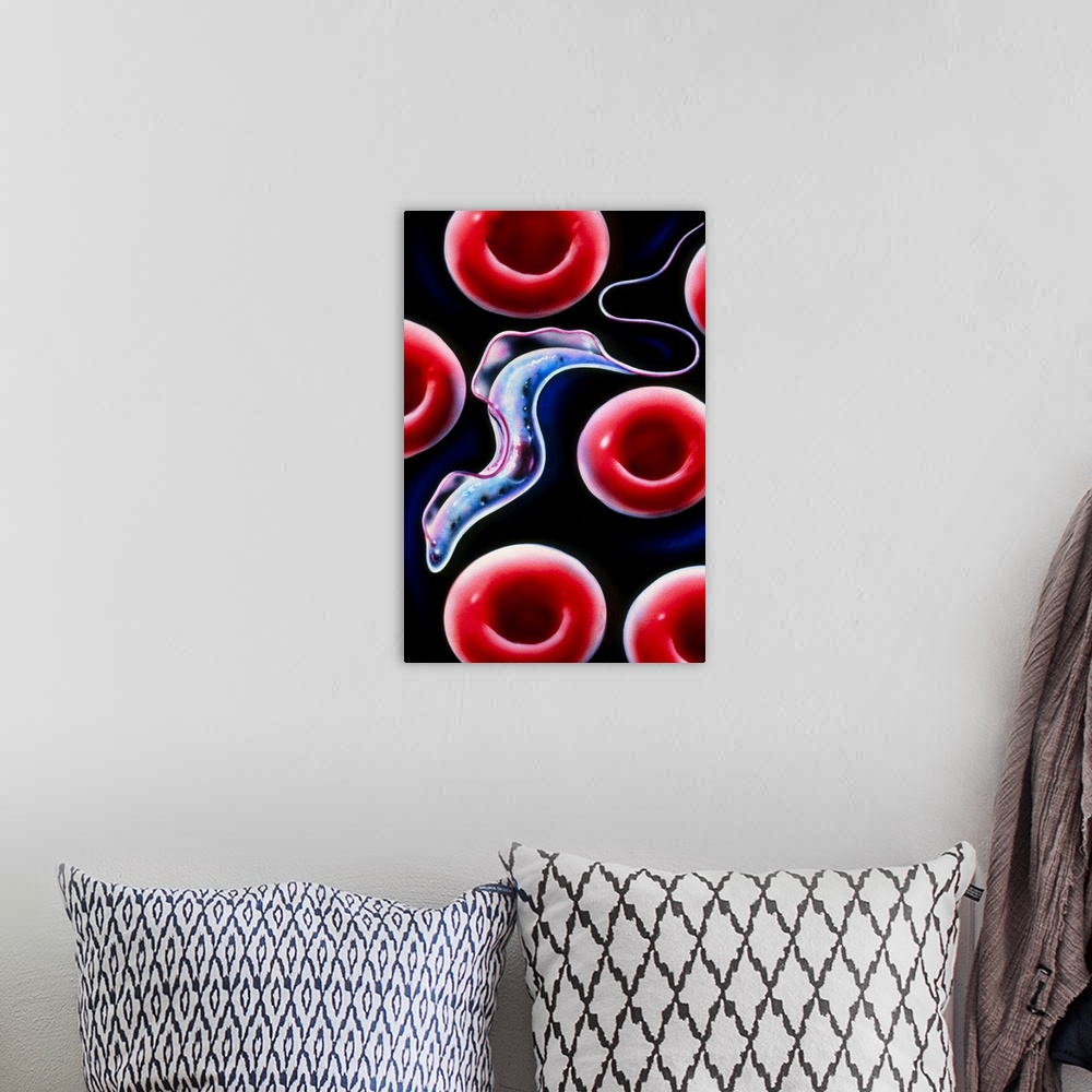 A bohemian room featuring Sleeping sickness. Artwork of a trypanosome (Trypanosoma brucei) moving past human red blood cell...