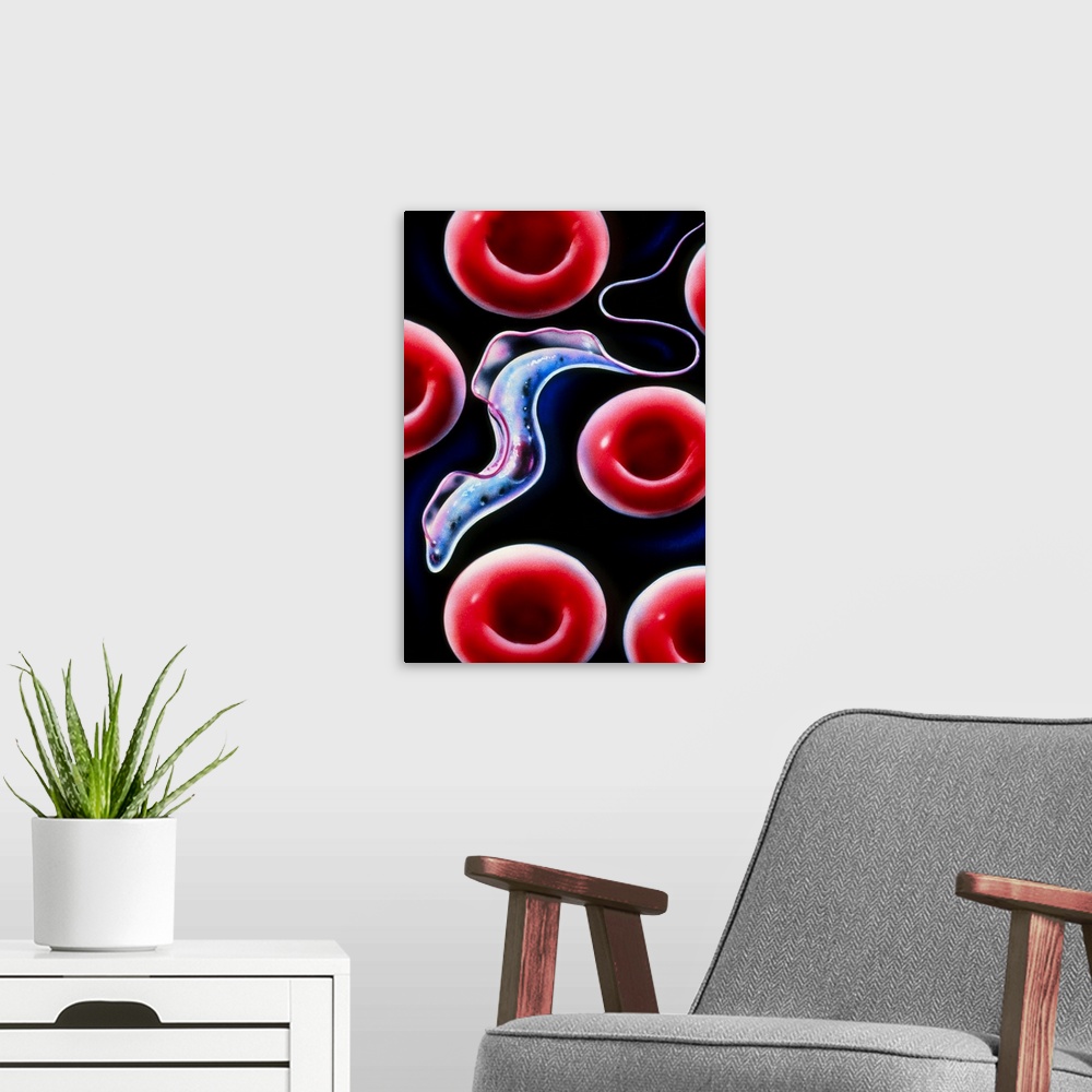 A modern room featuring Sleeping sickness. Artwork of a trypanosome (Trypanosoma brucei) moving past human red blood cell...