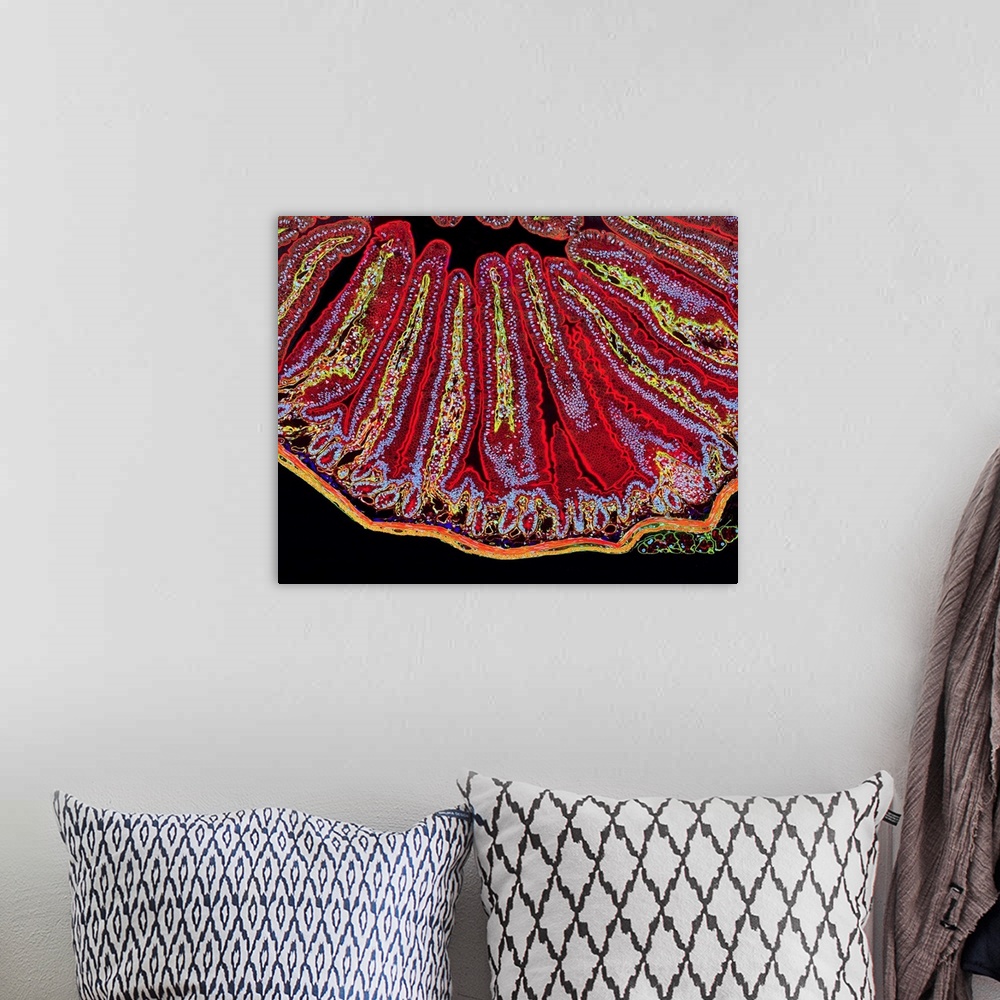 A bohemian room featuring Villi in the small intestine, fluorescent light micrograph. Villi are finger-like projections fro...