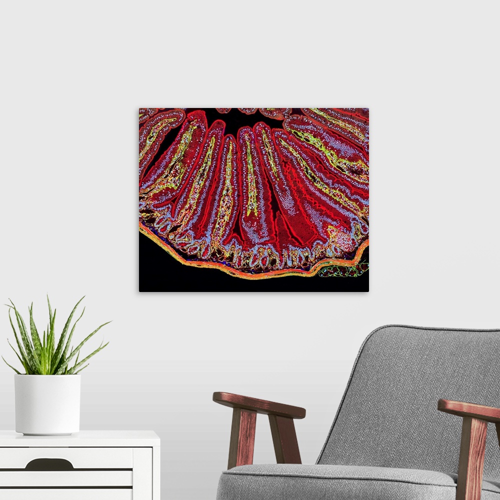 A modern room featuring Villi in the small intestine, fluorescent light micrograph. Villi are finger-like projections fro...