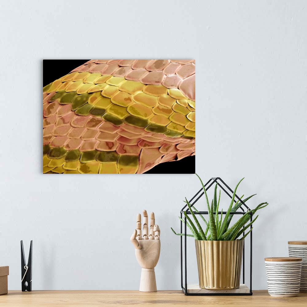 A bohemian room featuring Snake skin, coloured scanning electron micrograph (SEM). The scales of a snake protect it as it m...
