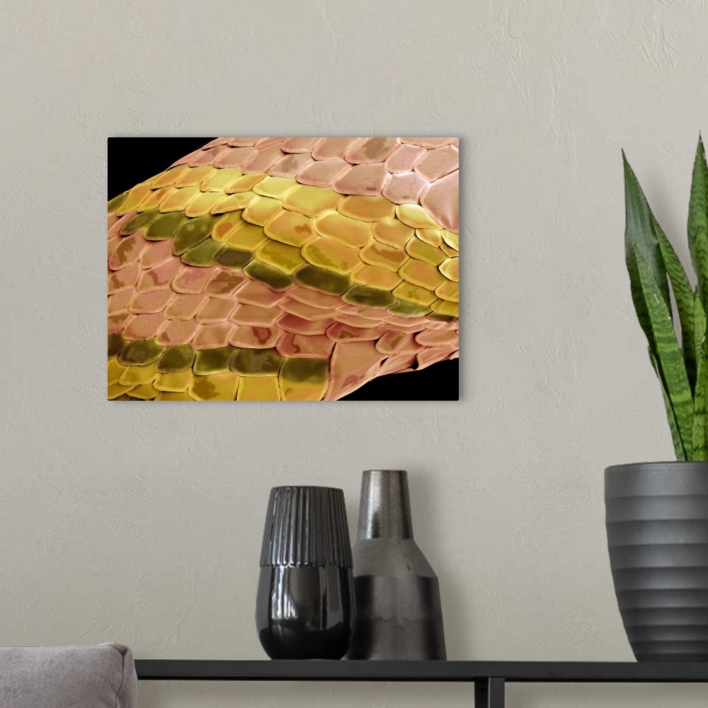 A modern room featuring Snake skin, coloured scanning electron micrograph (SEM). The scales of a snake protect it as it m...
