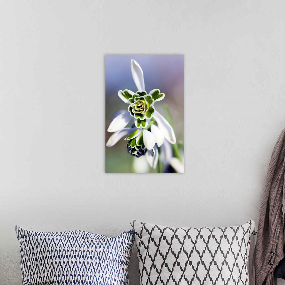 A bohemian room featuring Snowdrop flowers (Galanthus 'Titania').