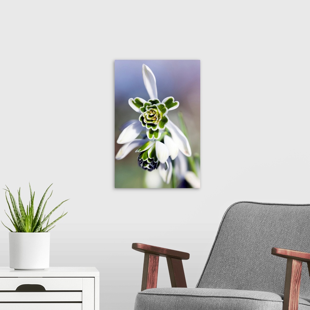 A modern room featuring Snowdrop flowers (Galanthus 'Titania').