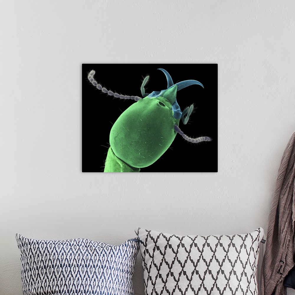 A bohemian room featuring Coloured scanning electron micrograph (SEM) of Formosan (subterranean) soldier termite head (Copt...