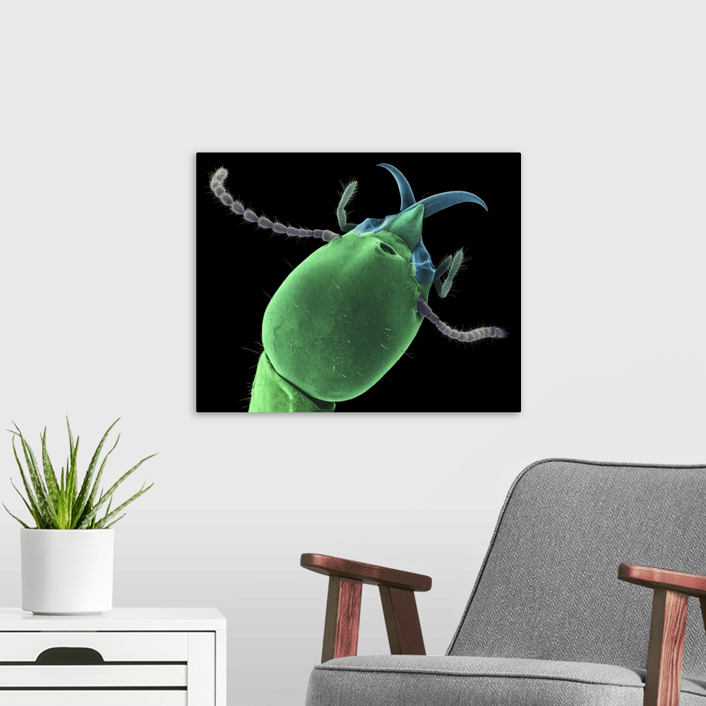 A modern room featuring Coloured scanning electron micrograph (SEM) of Formosan (subterranean) soldier termite head (Copt...