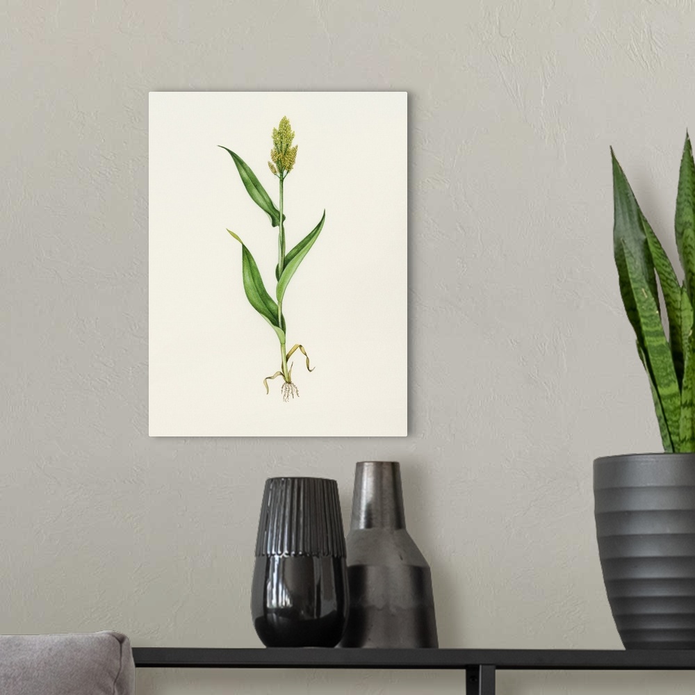 A modern room featuring Sorghum (Sorghum bicolor). Watercolour artwork illustrating sorghum. This crop is both heat and d...