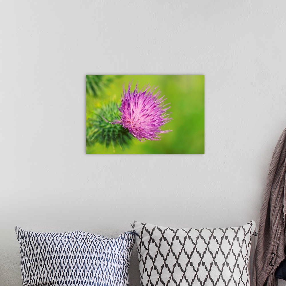 A bohemian room featuring Spear thistle, or bull thistle, (Cirsium vulgare) flower. Photographed in July in the UK.