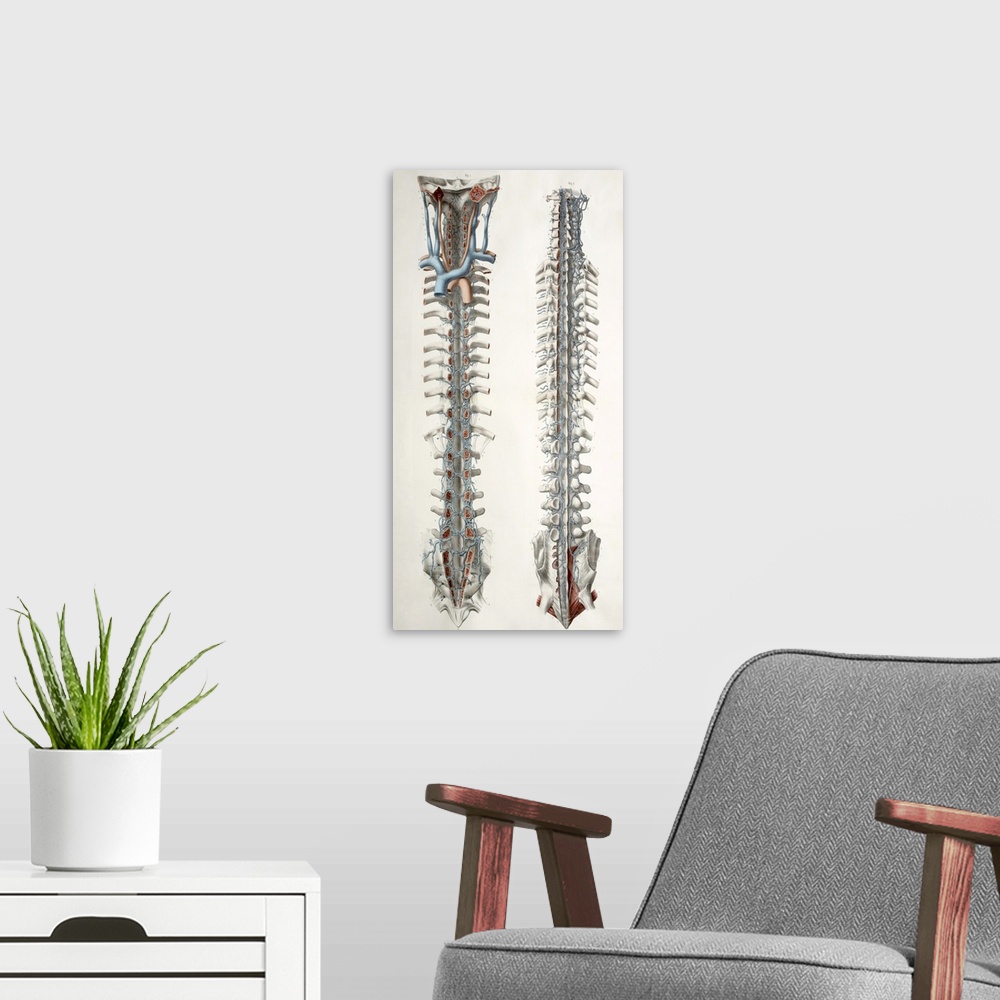 A modern room featuring Spinal cord anatomy. These anatomical artworks form plate 11 from volume 3 (1844) of 'Traite comp...