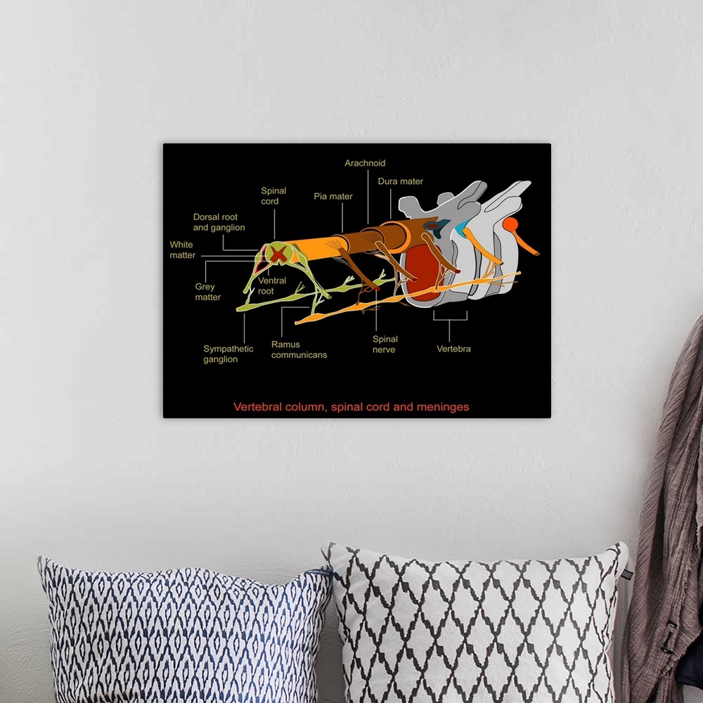 A bohemian room featuring Spine anatomy, artwork. The spinal cord is made up of grey matter (dark red), which contains nerv...