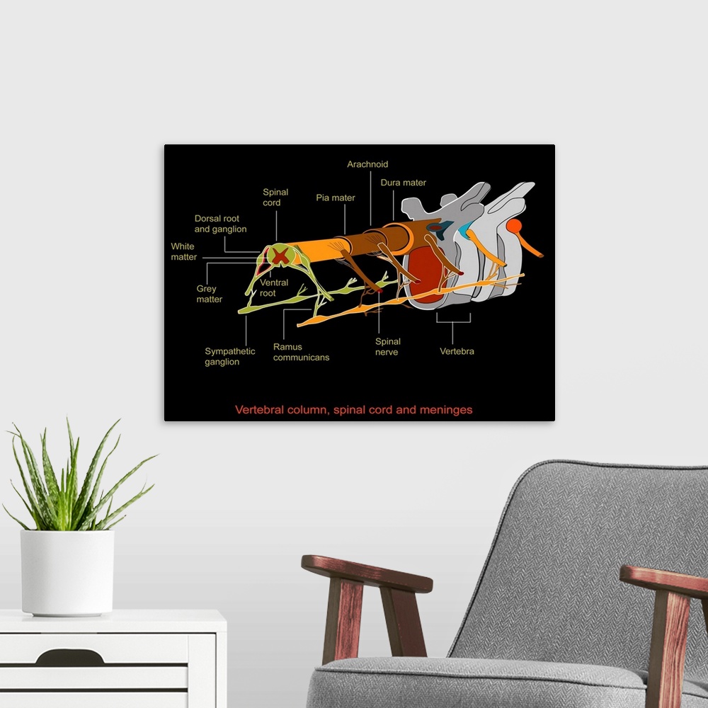 A modern room featuring Spine anatomy, artwork. The spinal cord is made up of grey matter (dark red), which contains nerv...